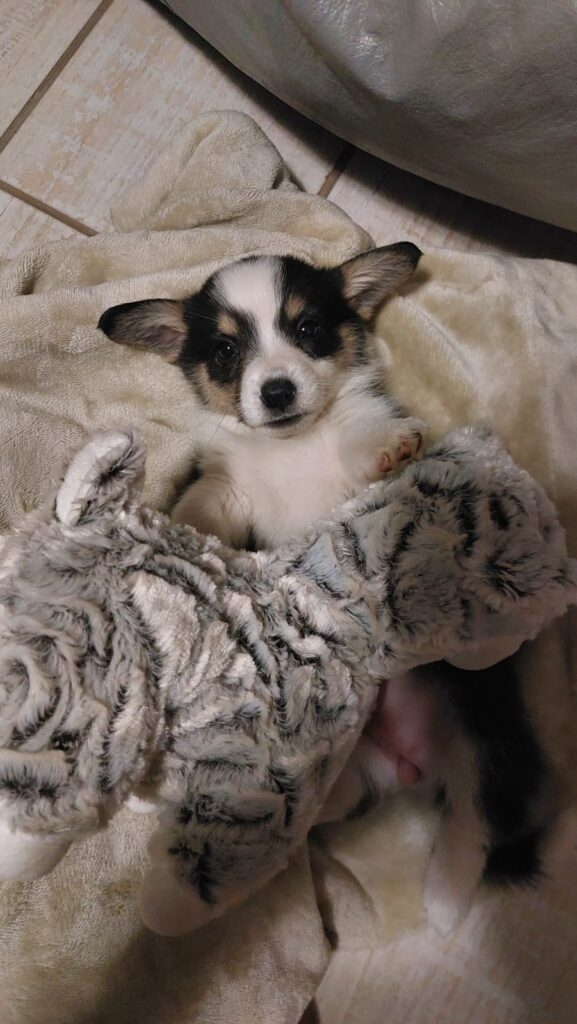 Pembroke Welsh Corgi puppy female