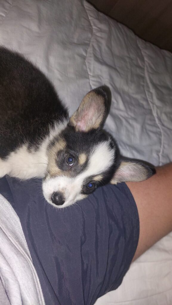 female Pembroke Welsh Corgi puppy 4