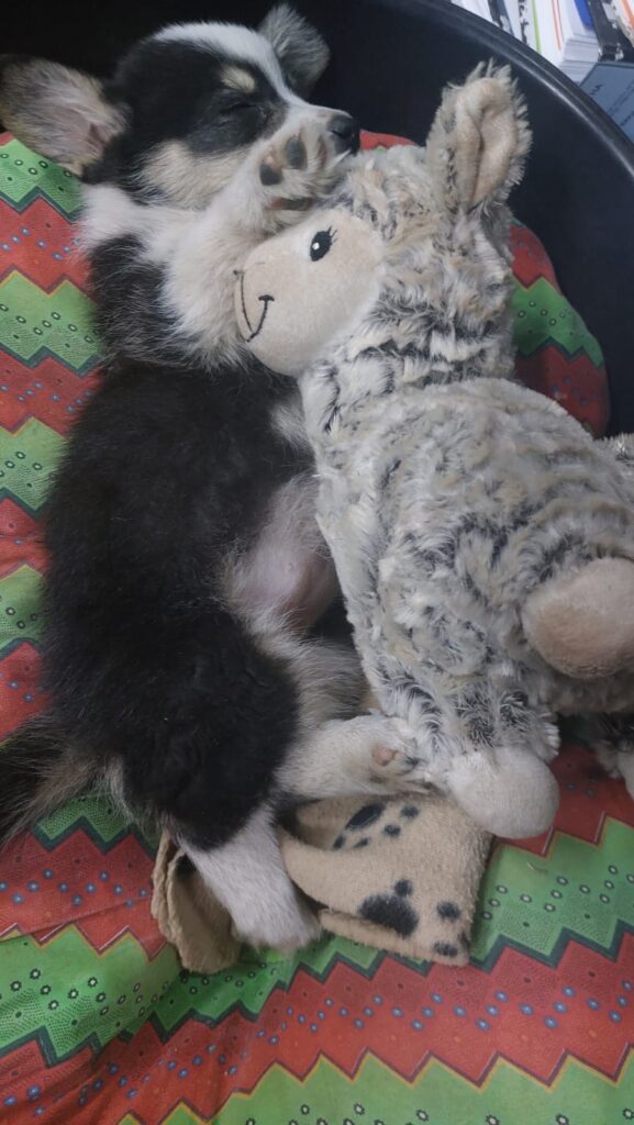 female Pembroke Welsh Corgi puppy 5