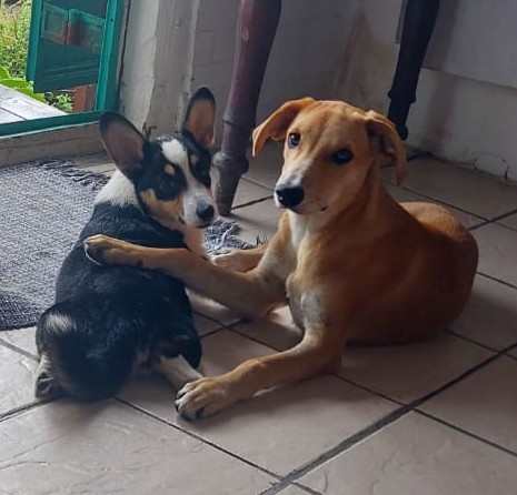 Corgi puppy playing with another dog