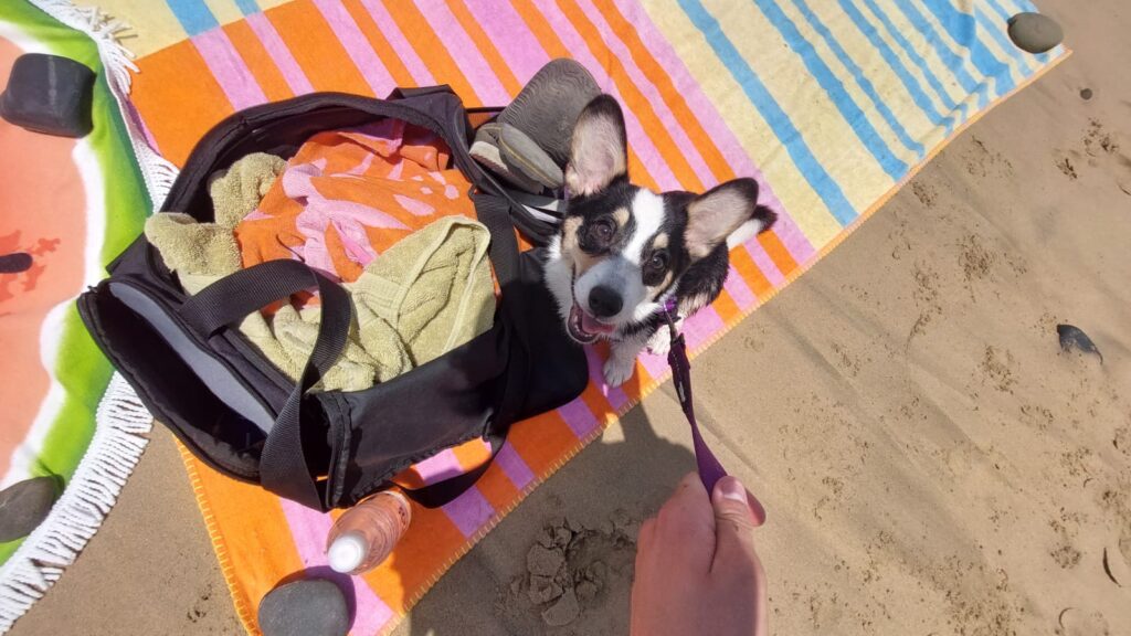 female Pembroke Welsh Corgi puppy 9