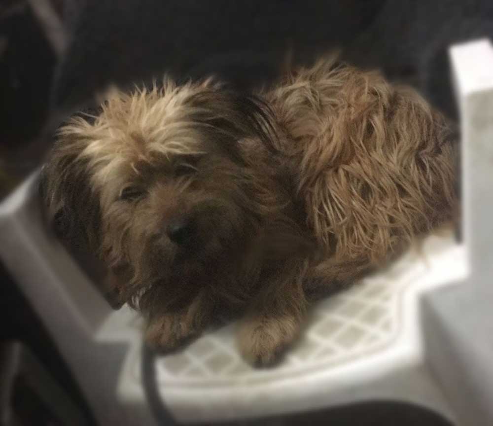 #165 ALREADY ADOPTED - Gauteng Joburg - Adopt Corgi-Yorkie Mowgli 4 Pembroke Welsh Corgi cross Yorkshire Terrier