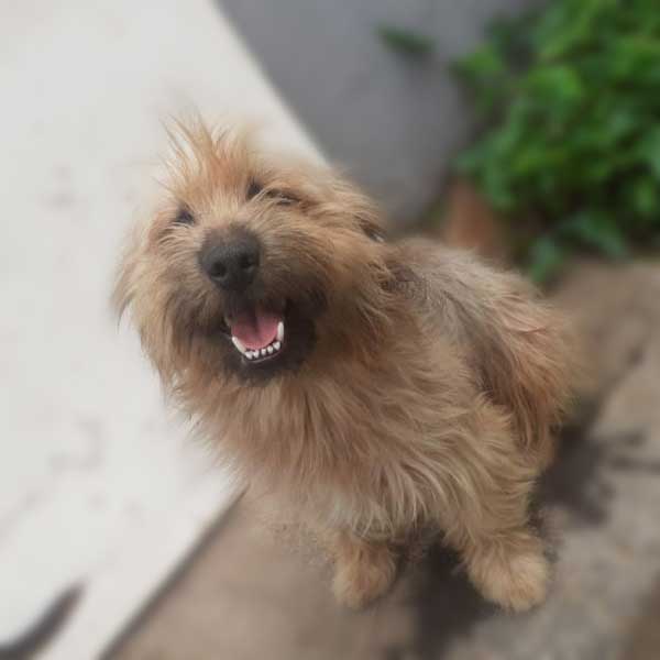 #165 ALREADY ADOPTED - Gauteng Joburg - Adopt Corgi-Yorkie Mowgli 3 Male Corgi cross Yorkie
