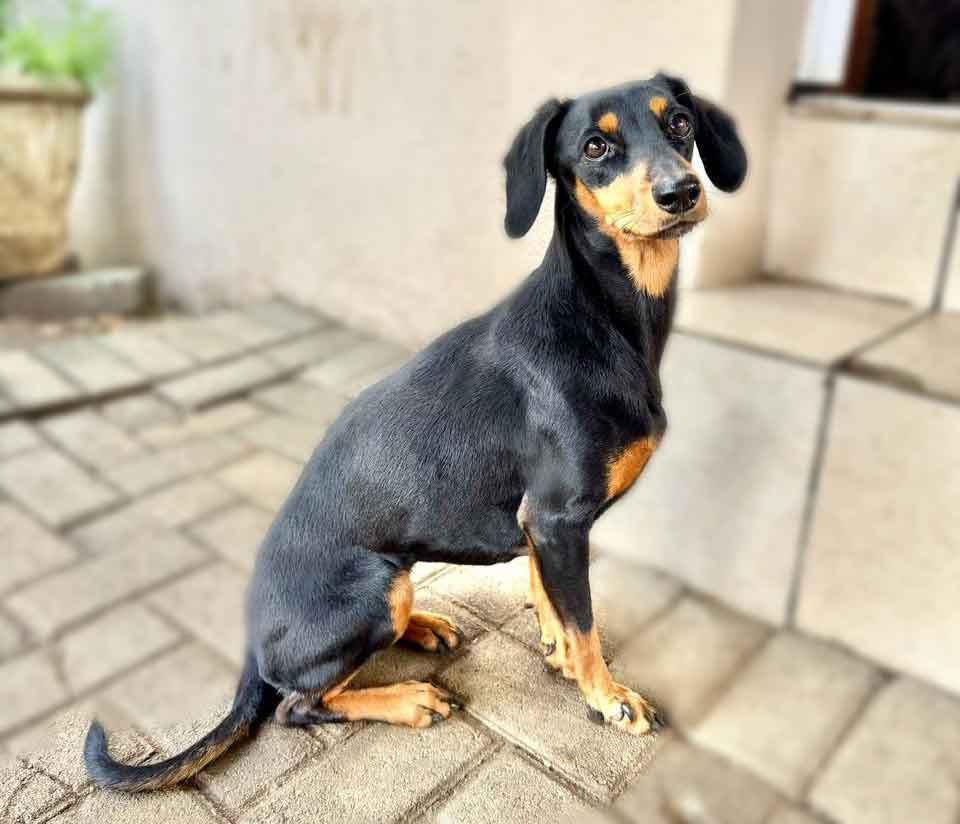 #178 Gauteng, Alberton: Dachshund Cross Pair 3 Auror female Dachshund cross