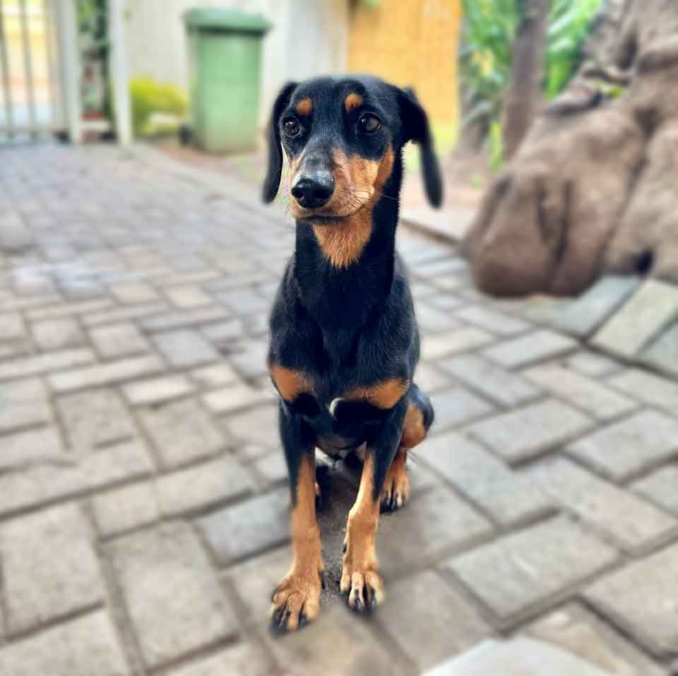 #178 Gauteng, Alberton: Dachshund Cross Pair 4 Auror female Dachshund cross