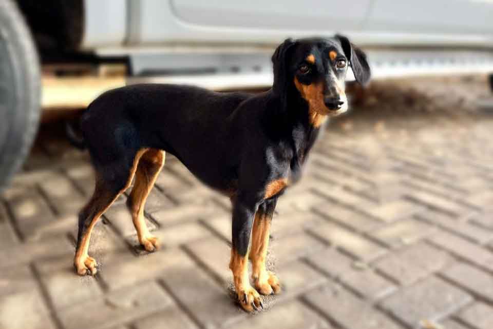 #178 Gauteng, Alberton: Dachshund Cross Pair 5 Auror female Dachshund cross