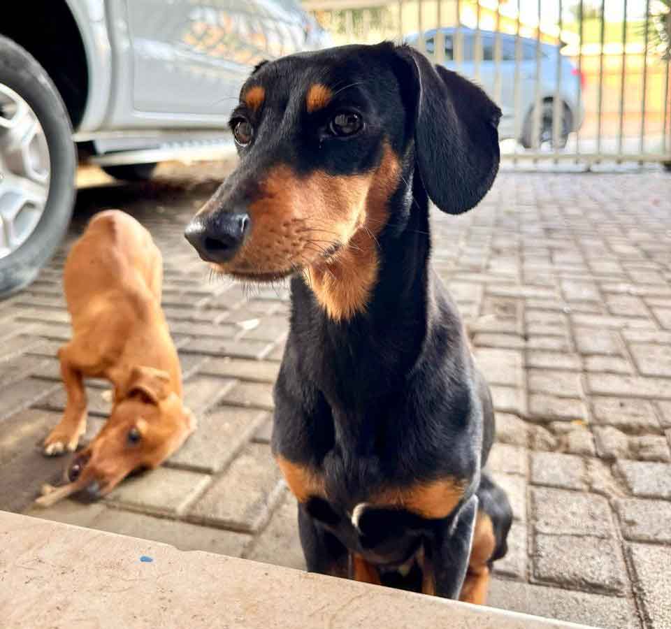 #178 Gauteng, Alberton: Dachshund Cross Pair 2 Auror female Dachshund cross