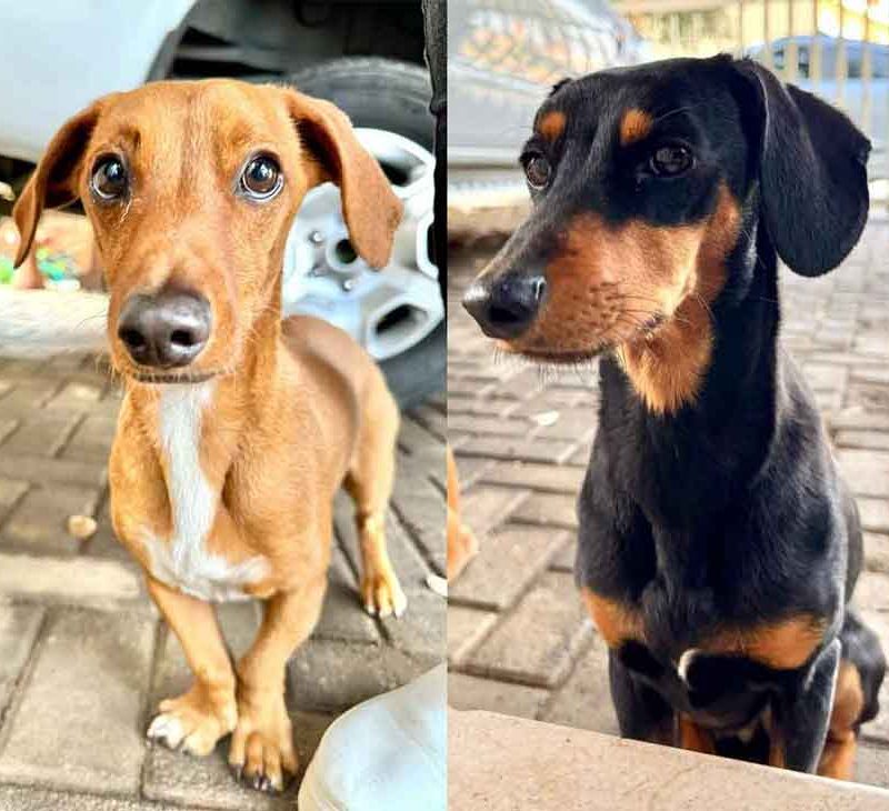 Dachshund cross Pair