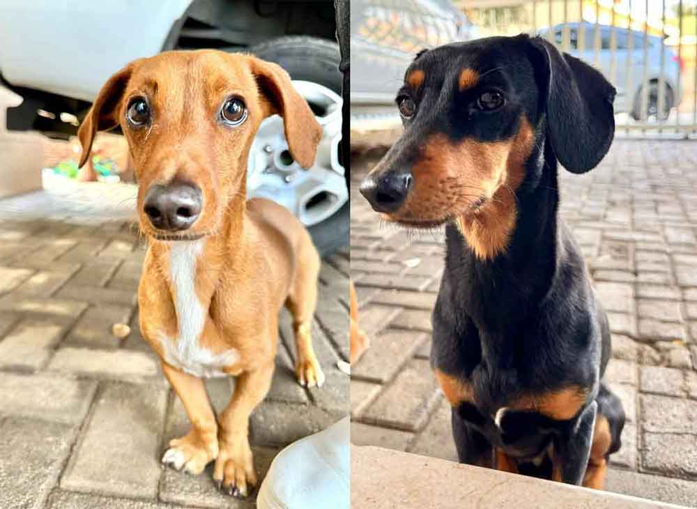 #178 Gauteng, Alberton: Dachshund Cross Pair 1 Dachshund cross Pair