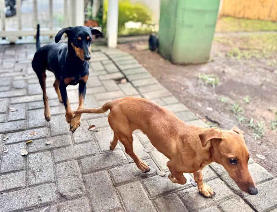 #178 Gauteng, Alberton: Dachshund Cross Pair 9 male and female Dachshund cross