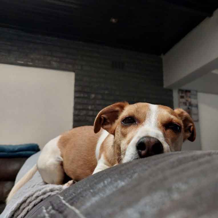 #180 Gauteng, Benoni ~ Adopt Jack Russells 6 Bella 4 year old female Jack Russell