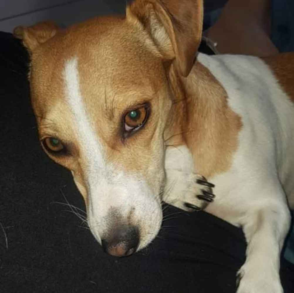 #180 Gauteng, Benoni ~ Adopt Jack Russells 5 Bella 4 year old female Jack Russell