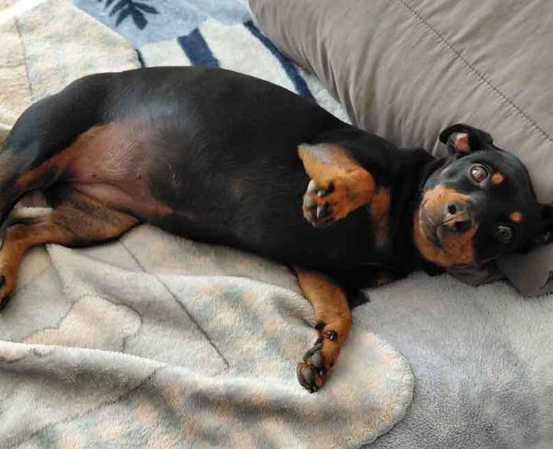female min pin cross dachshund