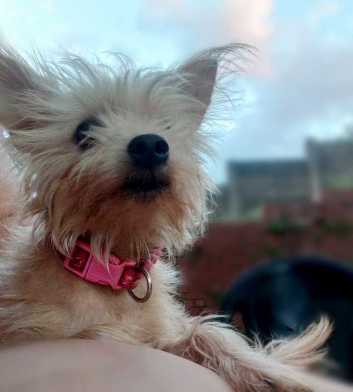 Coco Female Toy Pom Cross