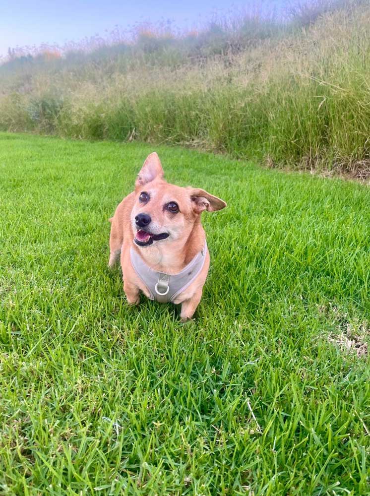 Corgi cross Chihuahua male 2