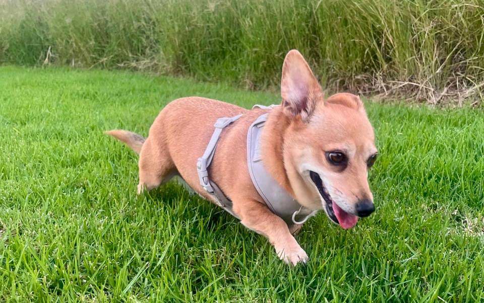 Corgi Cross Chihuahua Biscuit