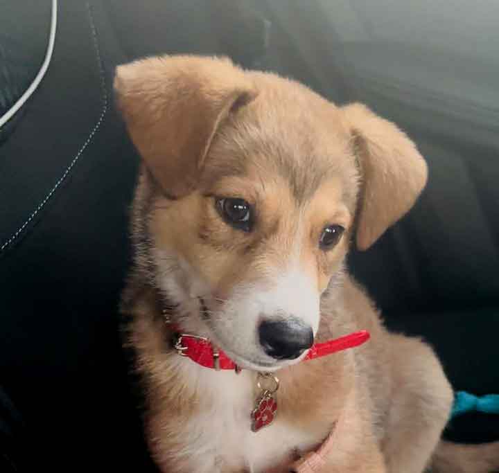 #174 ALREADY ADOPTED – Gauteng, Boksburg: German Shepherd Puppy Daisy