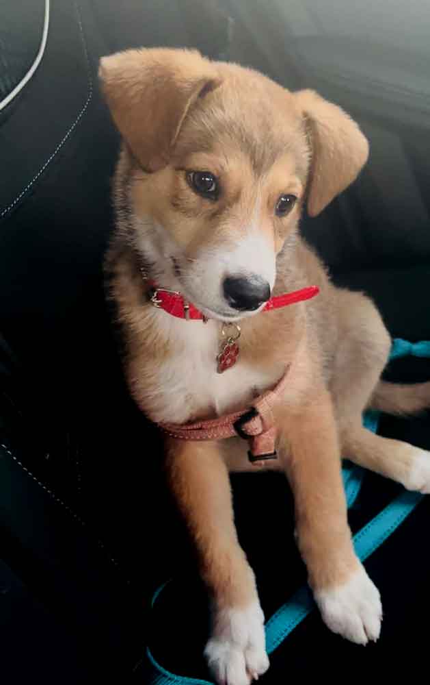 #174 ALREADY ADOPTED - Gauteng, Boksburg: German Shepherd Puppy Daisy 1 German Shepherd Puppy Daisy
