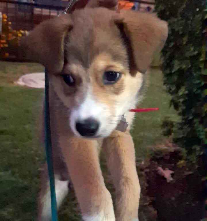 #174 ALREADY ADOPTED - Gauteng, Boksburg: German Shepherd Puppy Daisy 4 Daisy female GSD Puppy 2