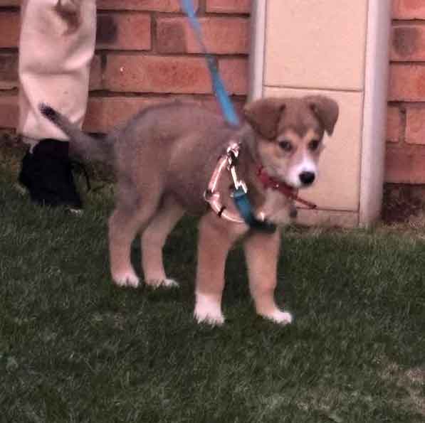 #174 ALREADY ADOPTED - Gauteng, Boksburg: German Shepherd Puppy Daisy 5 female GSD puppy