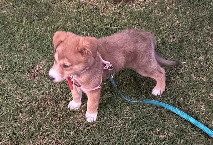 #174 ALREADY ADOPTED - Gauteng, Boksburg: German Shepherd Puppy Daisy 6 small young German Shepherd cross puppy female