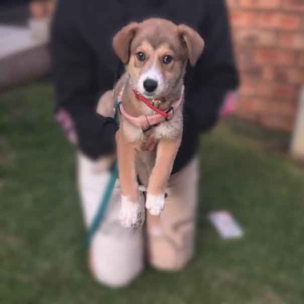 #174 ALREADY ADOPTED - Gauteng, Boksburg: German Shepherd Puppy Daisy 3 GSD female Puppy