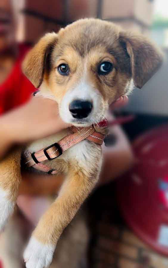 #174 ALREADY ADOPTED - Gauteng, Boksburg: German Shepherd Puppy Daisy 2 German Shepherd Puppy Daisy