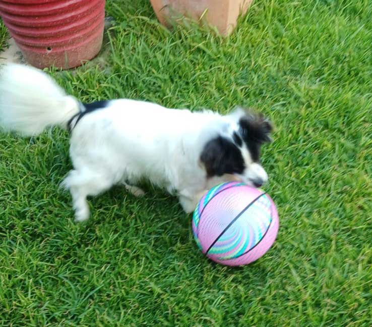 Border Collie cross playing ball