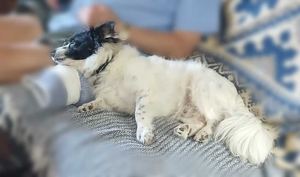 7 year old male border collie cross toy pom