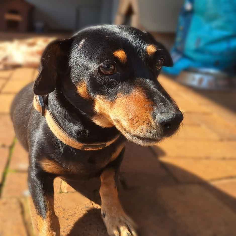 #176 ALREADY ADOPTED - Gauteng, Elarduspark: Fifi Female Dachshund mix 1 Fifi Female Dachshund mix