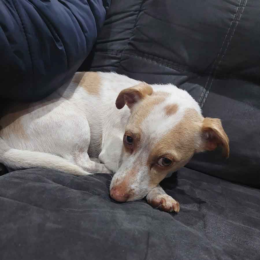 #180 Gauteng, Benoni ~ Adopt Jack Russells 7 Frankie 3 year old male Jack Russell