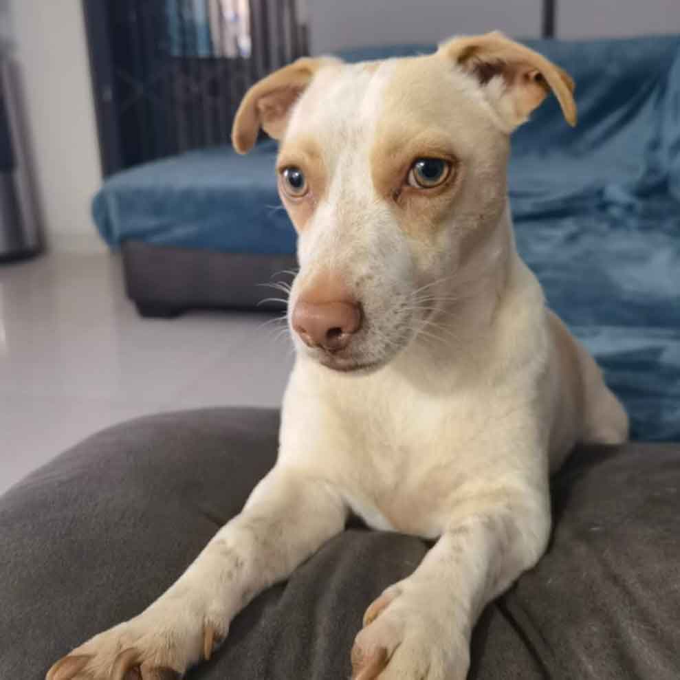 #180 Gauteng, Benoni ~ Adopt Jack Russells 8 Frankie 3 year old male Jack Russell