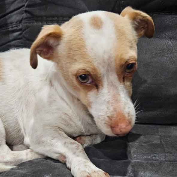 #180 Gauteng, Benoni ~ Adopt Jack Russells 9 Frankie 3 year old male Jack Russell