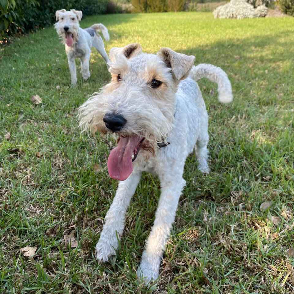 #177 ALREADY ADOPTED - Western Cape, Standford: Female Wirehaired Fox Terriers 3 Heidi is the life of the party! This Wirehaired Fox Terrier