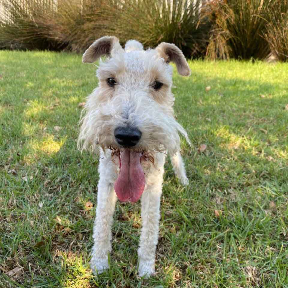 #177 ALREADY ADOPTED - Western Cape, Standford: Female Wirehaired Fox Terriers 4 Heidi is the life of the party! This Wirehaired Fox Terrier