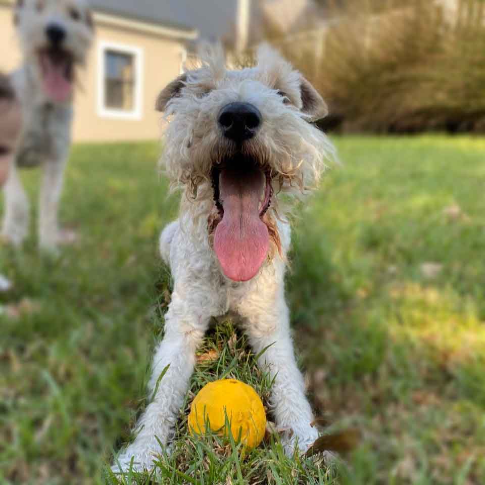 #177 ALREADY ADOPTED - Western Cape, Standford: Female Wirehaired Fox Terriers 5 Heidi is the life of the party! This Wirehaired Fox Terrier