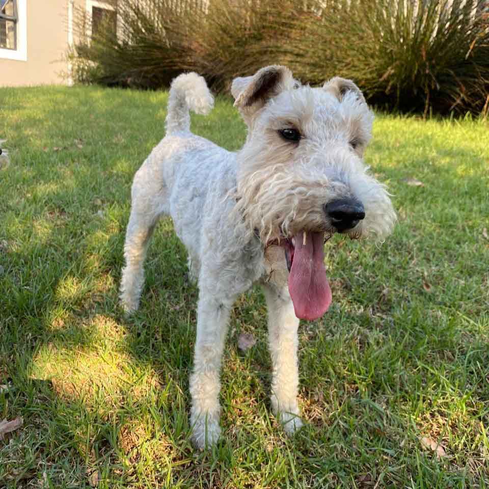 #177 ALREADY ADOPTED - Western Cape, Standford: Female Wirehaired Fox Terriers 6 Heidi is the life of the party! This Wirehaired Fox Terrier