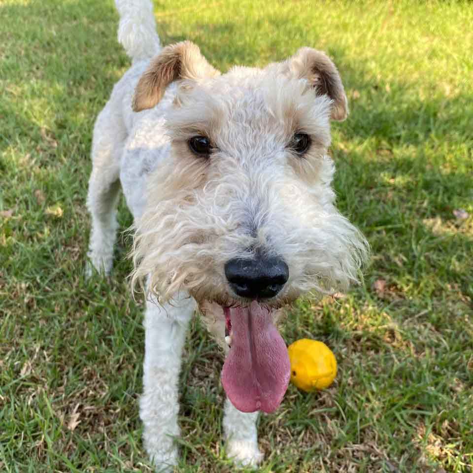 #177 ALREADY ADOPTED - Western Cape, Standford: Female Wirehaired Fox Terriers 2 Heidi: The Outgoing Extrovert