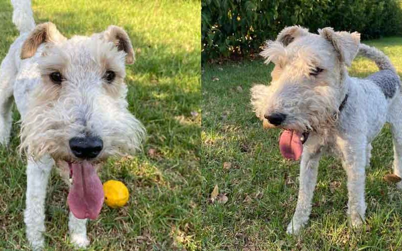 Female Wirehaired Fox Terrier