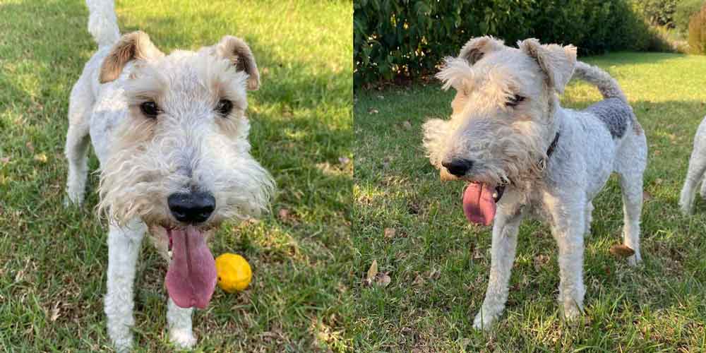 #177 ALREADY ADOPTED - Western Cape, Standford: Female Wirehaired Fox Terriers 1 Female Wirehaired Fox Terrier