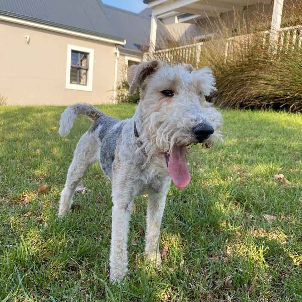 #177 ALREADY ADOPTED - Western Cape, Standford: Female Wirehaired Fox Terriers 8 Heidi Female Wirehaired Fox Terrier