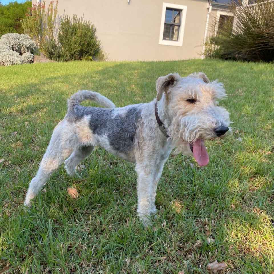 #177 ALREADY ADOPTED - Western Cape, Standford: Female Wirehaired Fox Terriers 9 Heidi Female Wirehaired Fox Terrier