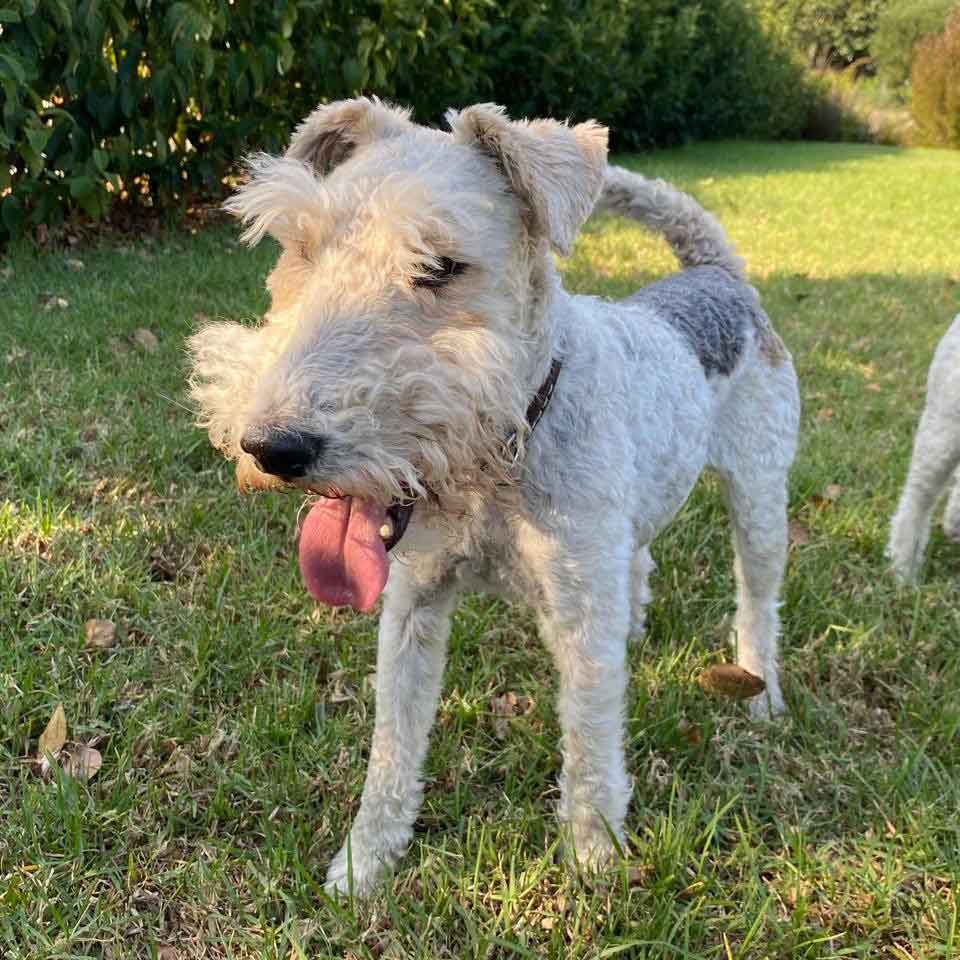 #177 ALREADY ADOPTED - Western Cape, Standford: Female Wirehaired Fox Terriers 7 Klara: The Calm Introvert