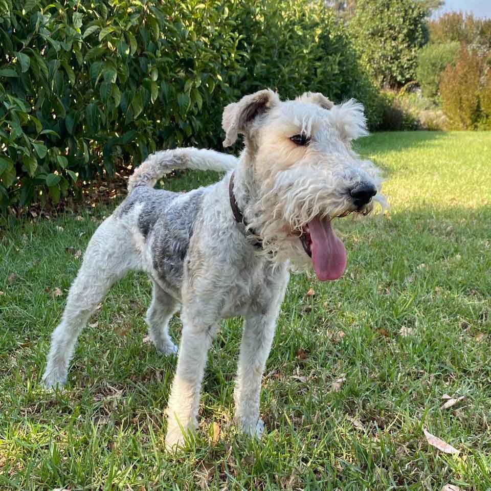 #177 ALREADY ADOPTED - Western Cape, Standford: Female Wirehaired Fox Terriers 10 Heidi Female Wirehaired Fox Terrier