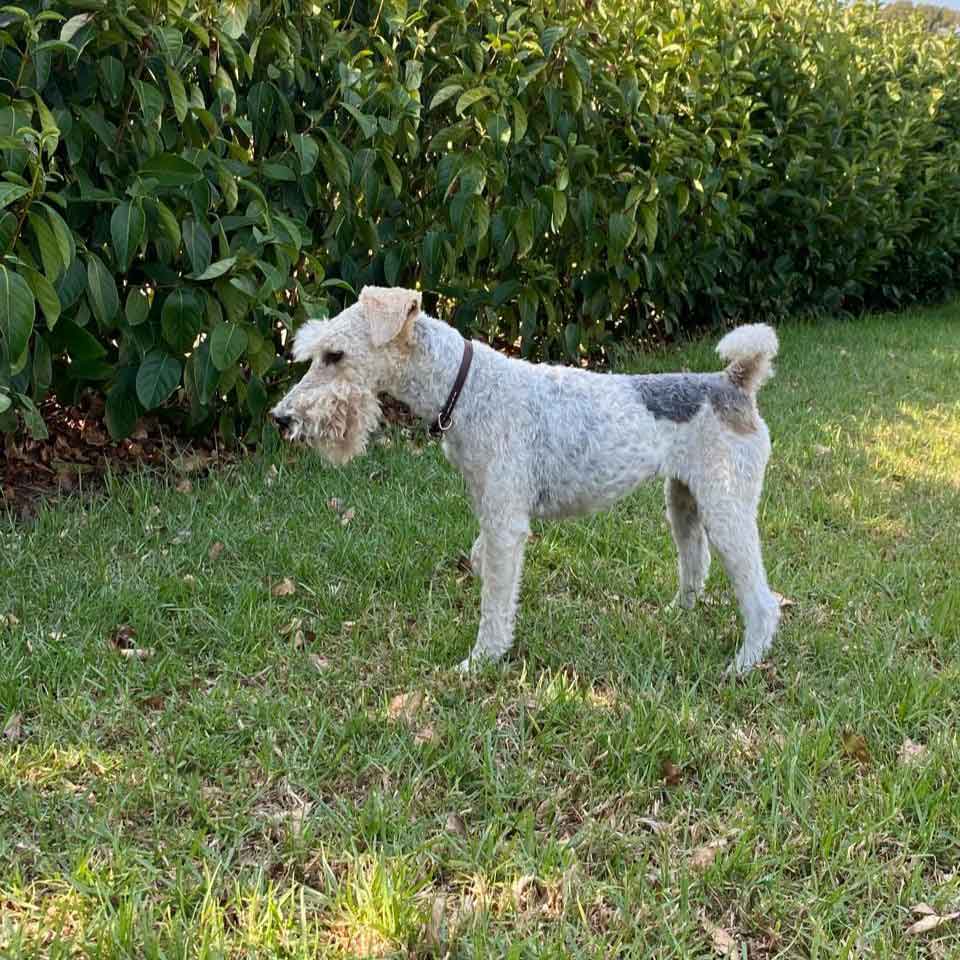 #177 ALREADY ADOPTED - Western Cape, Standford: Female Wirehaired Fox Terriers 11 Heidi Female Wirehaired Fox Terrier