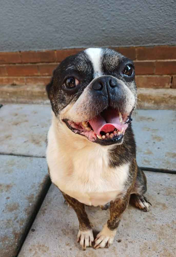 #181 KwaZulu Natal, Pietermaritzburg: Adopt Boston Terrier Pair 2 Loki male Boston Terrier 8 years old