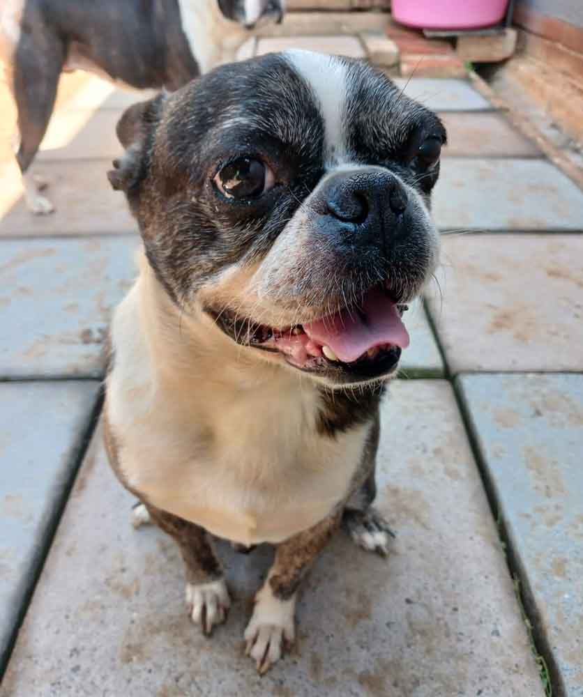 #181 KwaZulu Natal, Pietermaritzburg: Adopt Boston Terrier Pair 3 male Boston Terrier 8 years old