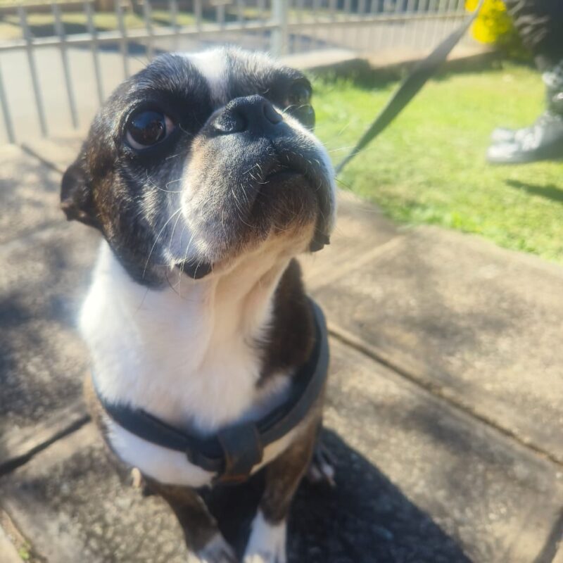 male Boston Terrier