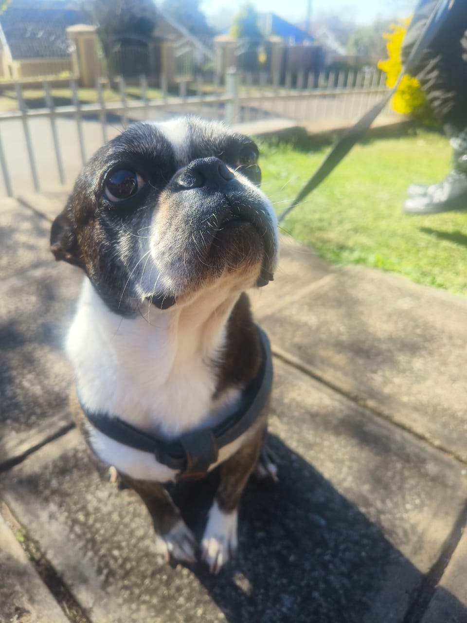 #181 ALREADY ADOPTED – KwaZulu Natal, Pietermaritzburg: Adopt Boston Terrier Pair