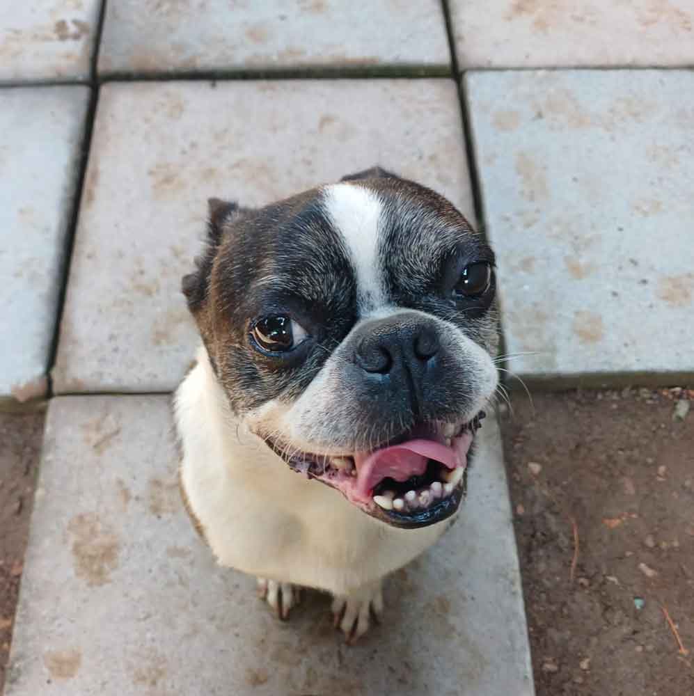 #181 KwaZulu Natal, Pietermaritzburg: Adopt Boston Terrier Pair 4 8 years old male Boston Terrier
